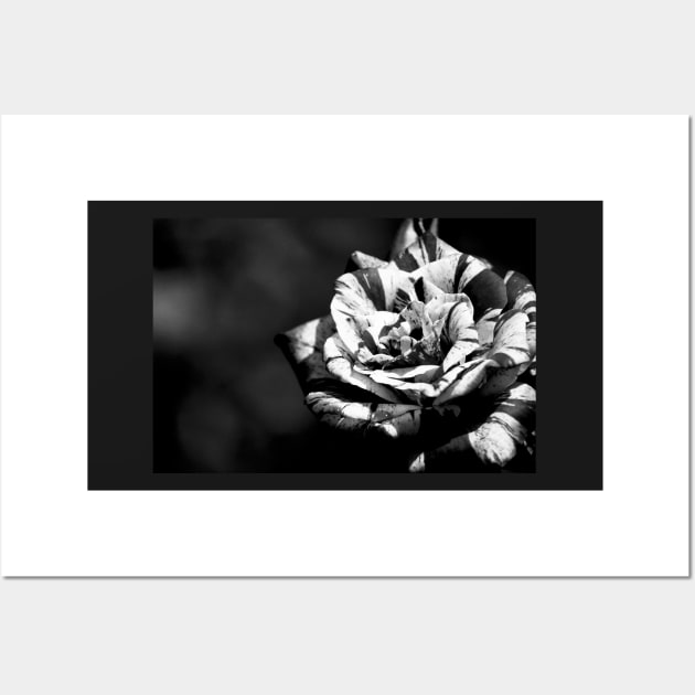 Different but beautiful, black and white rose flower photography Wall Art by KINKDesign